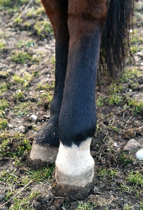 white stuff on horse legs.